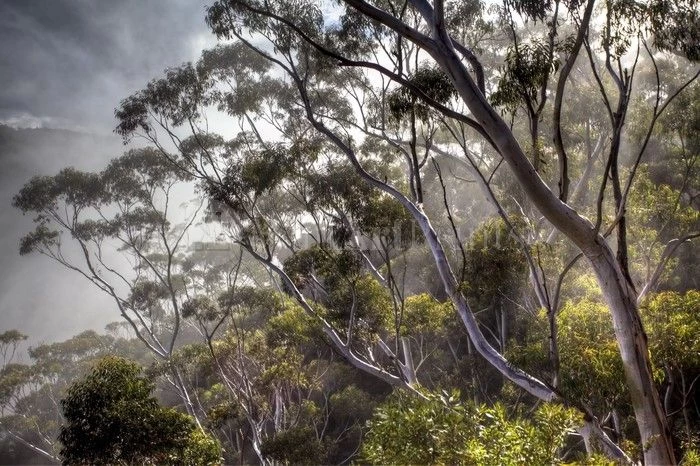 Eucalyptus Light 1 Eucalyptus Light