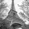 Eiffel Tower Trees