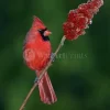 Cardinal Sumac