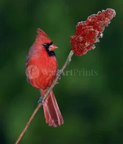 Cardinal Sumac