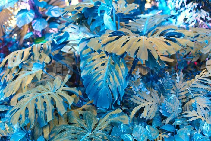 Monstera Blues 1 Monstera Blues