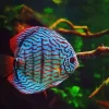 Disco Discus Fish