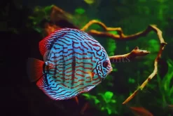 Disco Discus Fish