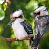 Kookaburra Couple