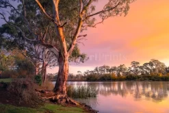 River Gum Sunset