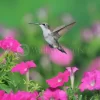 Pink Petunia Hummingbird