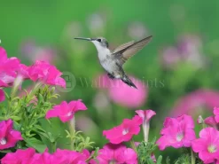 Pink Petunia Hummingbird