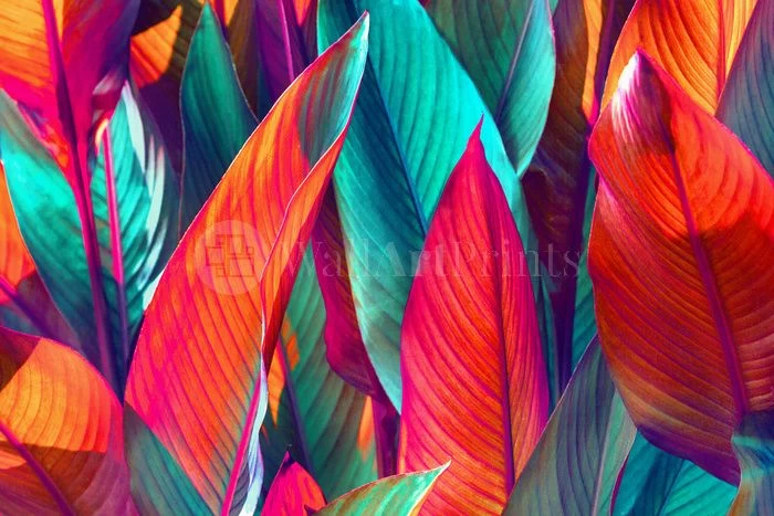 Banana Leaf Sunshine 1 Banana Leaf Sunshine