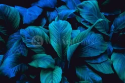 Leafy Blues 1