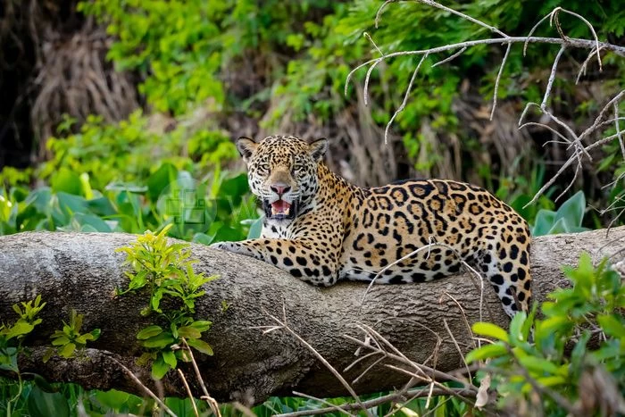 Jaguar Of The Jungle 1 Jaguar Of The Jungle