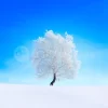 Snowy Tree Sky