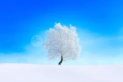 Snowy Tree Sky