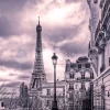 Purples Of Paris