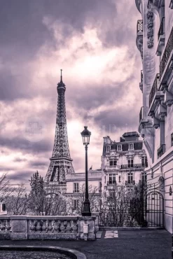 Purples Of Paris
