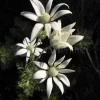 Flannel Flowers