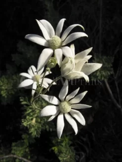 Flannel Flowers