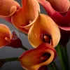 Orange Calla Lilies