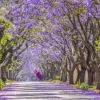 The Jacaranda Street