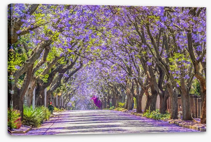 The Jacaranda Street 2 The Jacaranda Street - Image 2