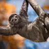 Swinging Sloth