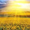 Sunflower Field Sunset