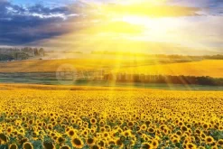 Sunflower Field Sunset