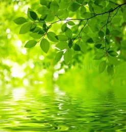 Viridian Reflections