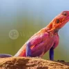 Agama Lizard