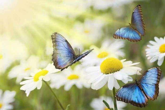Daisy Blue Butterflies