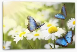 Art Mural Shop -Art Mural Shop 41618797 stretchedcanvas