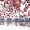 Cherry Blossoms On The Lake