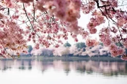 Cherry Blossoms On The Lake