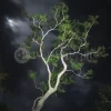 Gum Tree Moonlight