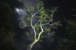 Gum Tree Moonlight