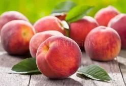 Plump Peaches