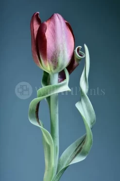 Tulip Twist