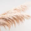 Pampas Plumes