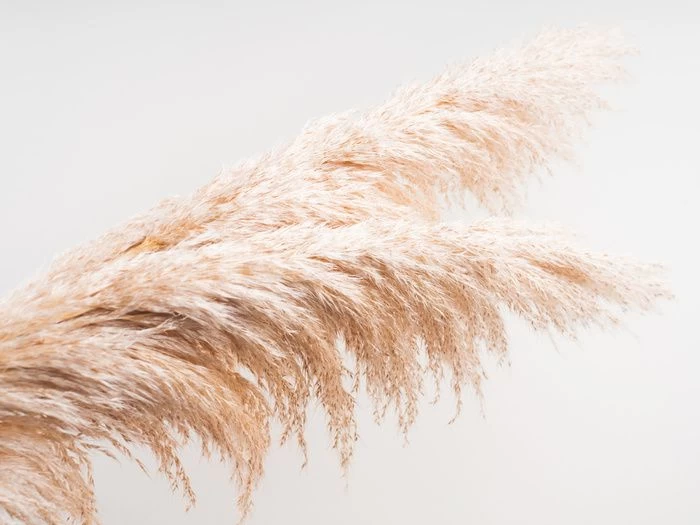 Pampas Plumes 1 Pampas Plumes