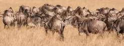 Land Of The Wildebeest