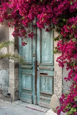 Old Wooden Door With Bougainvillea