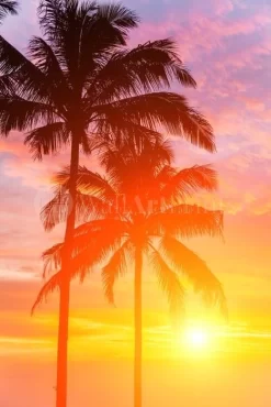 Palm Tree Sundown