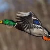 Flying Duck