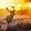 Red Deer In The Morning Sun