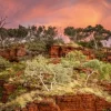 Karijini Treescape