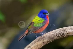 Painted Bunting