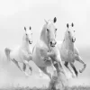 Wild White Horses