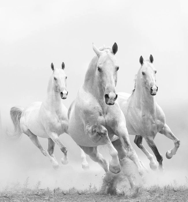 Wild White Horses 1 Wild White Horses