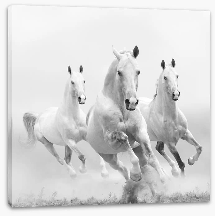 Wild White Horses 2 Wild White Horses - Image 2