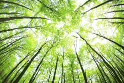 Green Forest Canopy