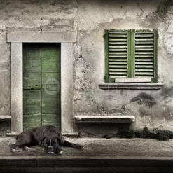 Boxer By The Green Door